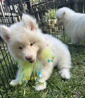 Matteo OFA health tested parents, a male Siberian Husky for sale in Virginia Beach, VA – Photo 6 of 8