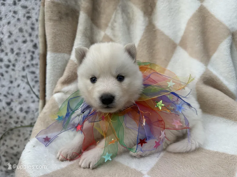 Max OFA health tested parents – Siberian Husky puppy for sale in Virginia Beach, VA