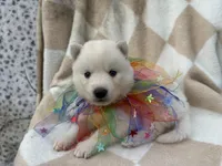 Max OFA health tested parents, a male Siberian Husky for sale in Virginia Beach, VA – Photo 1 of 7