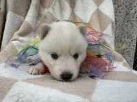 Max OFA health tested parents, a male Siberian Husky for sale in Virginia Beach, VA – Photo 5 of 7