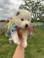 Max OFA health tested parents, a male Siberian Husky for sale in Virginia Beach, VA – Photo 2 of 7