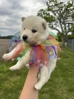 Max OFA health tested parents, a male Siberian Husky for sale in Virginia Beach, VA – Photo 3 of 7