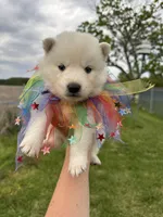 Max OFA health tested parents, a male Siberian Husky for sale in Virginia Beach, VA – Photo 4 of 7