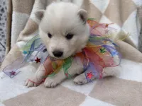 Max OFA health tested parents, a male Siberian Husky for sale in Virginia Beach, VA – Photo 6 of 7