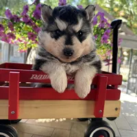 Lola OFA health tested parents, a female Siberian Husky for sale in Virginia Beach, VA – Photo 3 of 6