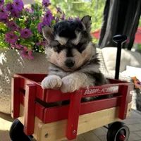 Lola OFA health tested parents, a female Siberian Husky for sale in Virginia Beach, VA – Photo 6 of 6