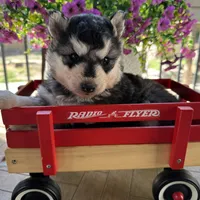 Lola OFA health tested parents, a female Siberian Husky for sale in Virginia Beach, VA – Photo 5 of 6