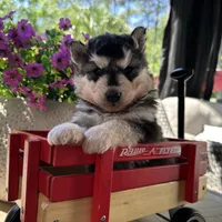Lola OFA health tested parents, a female Siberian Husky for sale in Virginia Beach, VA – Photo 2 of 6