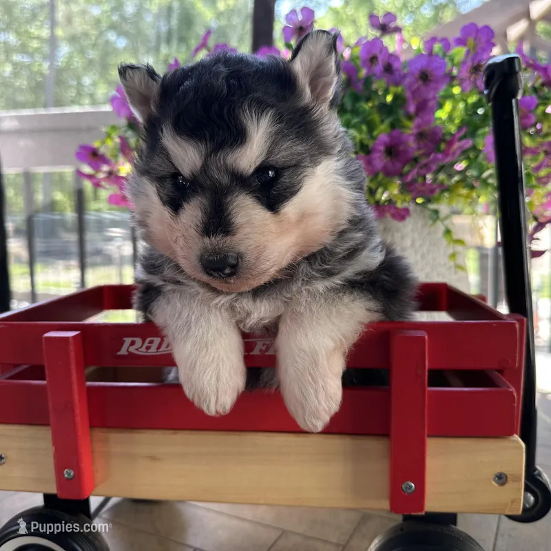 Lola OFA health tested parents – Siberian Husky puppy for sale in Virginia Beach, VA