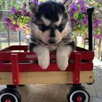 Lola OFA health tested parents, a female Siberian Husky for sale in Virginia Beach, VA – Photo 4 of 6