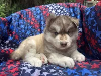 Maui, a male Siberian Husky for sale in Virginia Beach, VA – 9 of 9