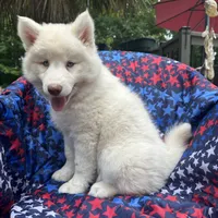Lilo, a female Siberian Husky for sale in Virginia Beach, VA – 7 of 9