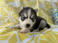 Zero OFA health tested parents, a male Siberian Husky for sale in Virginia Beach, VA – Photo 5 of 6