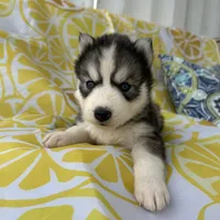 Zero OFA health tested parents, a male Siberian Husky for sale in Virginia Beach, VA – Photo 3 of 6