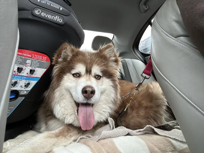 Roxy UTD on vet care & spayed – Siberian Husky puppy for sale in Virginia Beach, VA