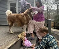 Roxy UTD on vet care & spayed, a female Siberian Husky for sale in Virginia Beach, VA – 6 of 8