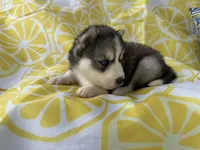 Zero OFA health tested parents, a male Siberian Husky for sale in Virginia Beach, VA – Photo 6 of 6