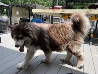 Roxy UTD on vet care & spayed, a female Siberian Husky for sale in Virginia Beach, VA – 7 of 8