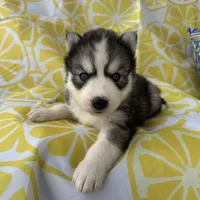 Zero OFA health tested parents, a male Siberian Husky for sale in Virginia Beach, VA – Photo 1 of 6