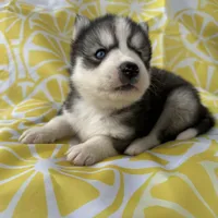 Zero OFA health tested parents, a male Siberian Husky for sale in Virginia Beach, VA – Photo 4 of 6