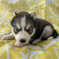 Zero OFA health tested parents, a male Siberian Husky for sale in Virginia Beach, VA – Photo 2 of 6