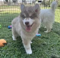 Grayson, a male Siberian Husky for sale in Virginia Beach, VA – 4 of 10
