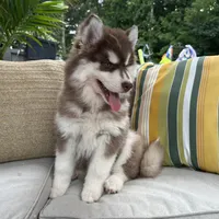 Rubble, a male Siberian Husky for sale in Virginia Beach, VA – 2 of 9