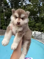Ruger, a male Siberian Husky for sale in Virginia Beach, VA – 3 of 6