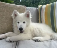 Jax OFA health tested parents, a male Siberian Husky for sale in Virginia Beach, VA – 5 of 9