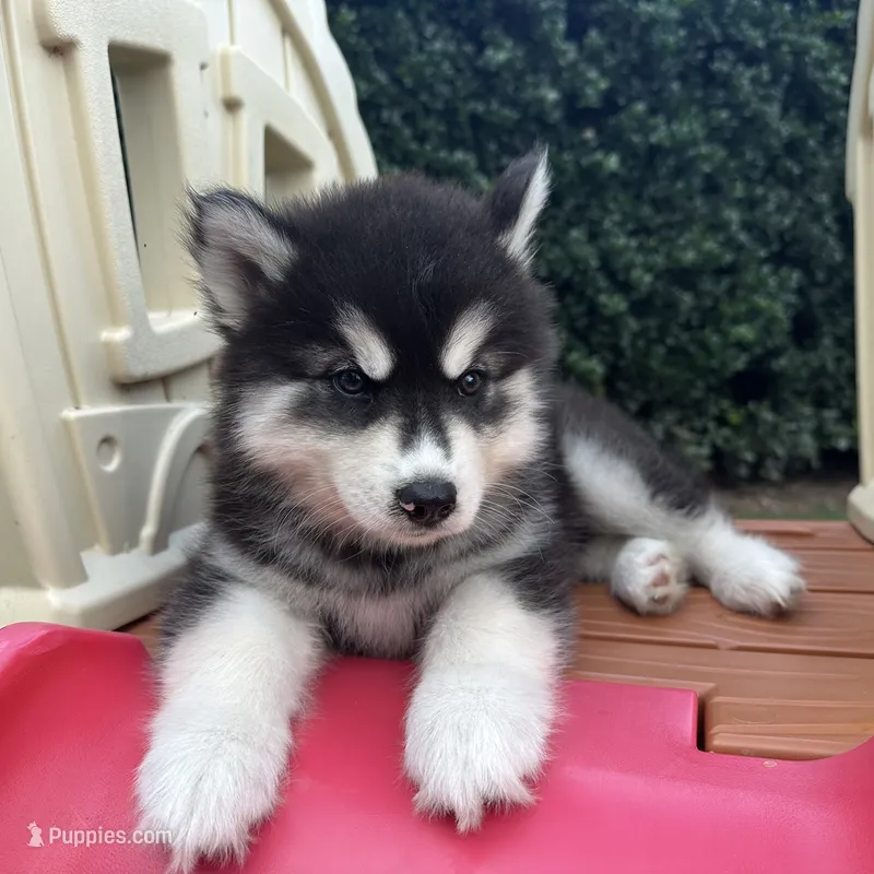 Leo OFA health tested parents – Siberian Husky puppy for sale in Virginia Beach, VA