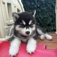 Leo OFA health tested parents, a male Siberian Husky for sale in Virginia Beach, VA – 1 of 6