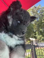 Raven OFA health tested parents, a female Siberian Husky for sale in Virginia Beach, VA – 6 of 9