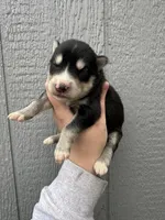 Steele, a male Siberian Husky for sale in Virginia Beach, VA – Photo 3 of 7