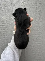 Steele, a male Siberian Husky for sale in Virginia Beach, VA – Photo 6 of 7