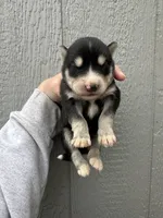 Steele, a male Siberian Husky for sale in Virginia Beach, VA – Photo 5 of 7