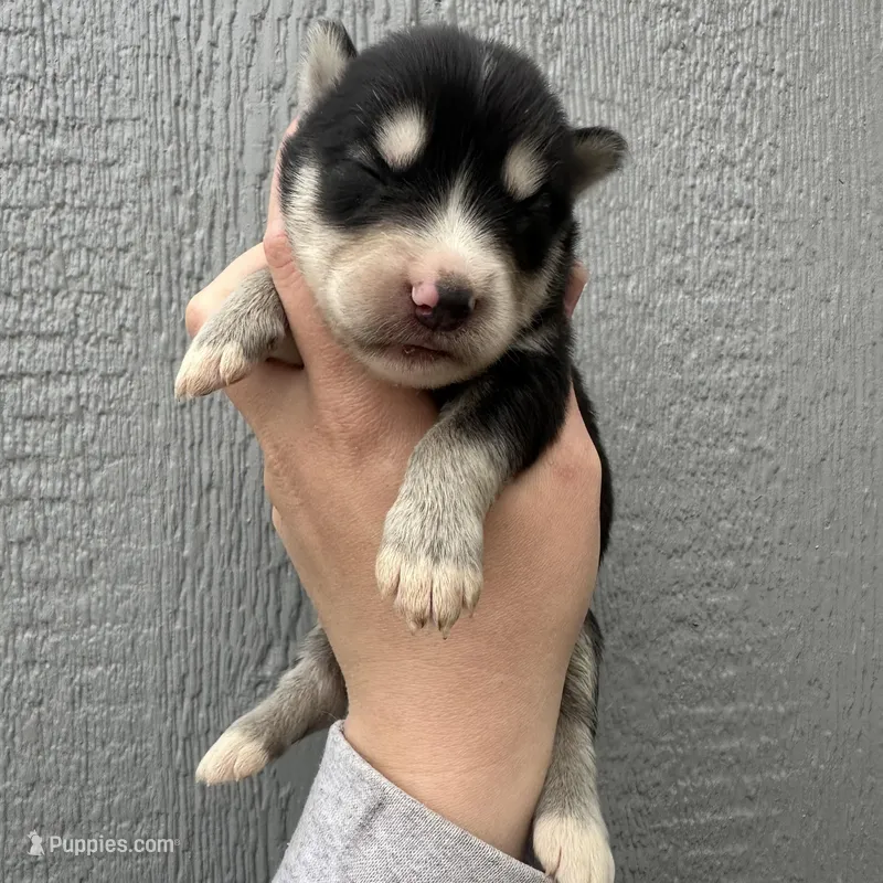 Steele – Siberian Husky puppy for sale in Virginia Beach, VA