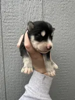 Steele, a male Siberian Husky for sale in Virginia Beach, VA – Photo 4 of 7