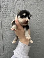 Steele, a male Siberian Husky for sale in Virginia Beach, VA – Photo 7 of 7