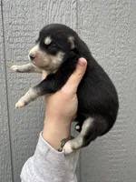 Steele, a male Siberian Husky for sale in Virginia Beach, VA – Photo 2 of 7