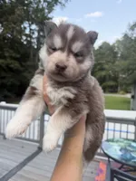 Rowdy, a male Siberian Husky for sale in Virginia Beach, VA – 2 of 8