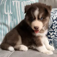 Ryder , a male Siberian Husky for sale in Virginia Beach, VA – 4 of 6