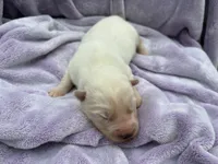 Frosty, a male Siberian Husky for sale in Virginia Beach, VA – 7 of 7