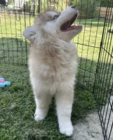 Butterball, a male Siberian Husky for sale in Virginia Beach, VA – 2 of 8