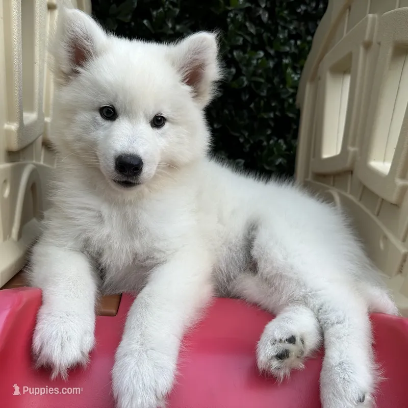 Yeti OFA health tested parents – Siberian Husky puppy for sale in Virginia Beach, VA