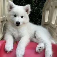 Yeti OFA health tested parents, a male Siberian Husky for sale in Virginia Beach, VA – 1 of 7