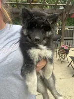 Luna, a female Siberian Husky for sale in Virginia Beach, VA – 7 of 9