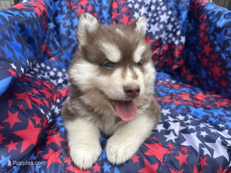 Leo – Siberian Husky puppy for sale in Virginia Beach, VA