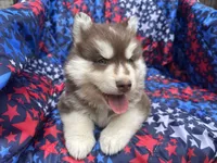 Leo, a male Siberian Husky for sale in Virginia Beach, VA – 1 of 7