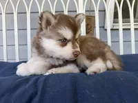 Ryder, a male Siberian Husky for sale in Virginia Beach, VA – 4 of 6