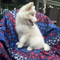 Lilo, a female Siberian Husky for sale in Virginia Beach, VA – 8 of 9
